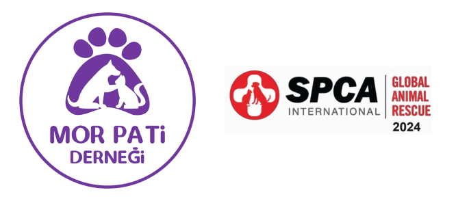 MOR PATİ DERNEĞİ